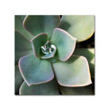 Canvas Art Z553