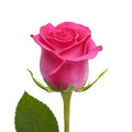 Hot Pink Roses 50 Stems, 60 cm T454506