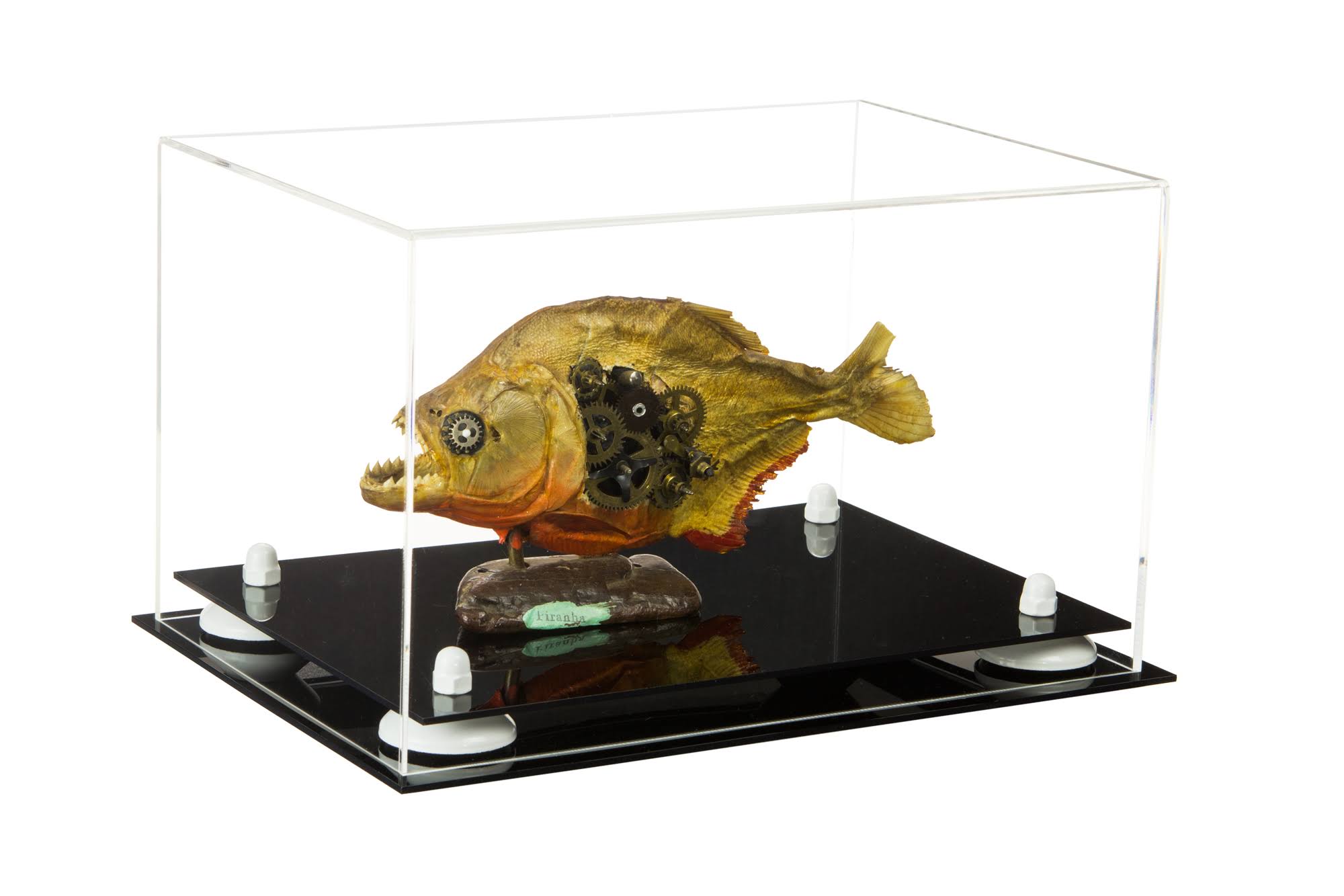 Clear Acrylic Display Case with White Risers 12 inch x 8.25 inch x 8 inch S72924